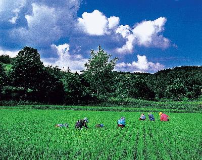 김메기(입선)