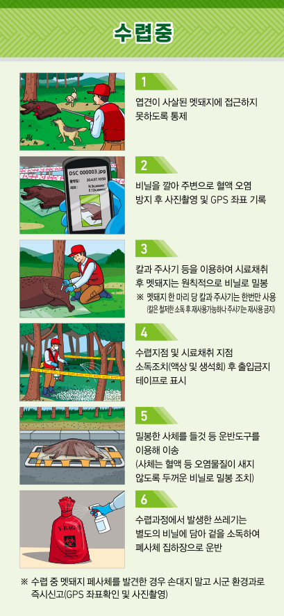 수렵중 1.엽견이 사살된 멧돼지에 접근하지 못하도록 통제 2.비닐을 깔아 주변으로 혈액오염 방지 후 사진촬영 및 GPS 좌표 기록 3.칼과 주사기 등을 이용하여 시료채취 후 멧돼지는 원칙적으로 비닐로 밀봉 ※멧돼지 한 마리 당 칼과 주사기는 한번만 사용(칼은 철저한 소독 후 재사용 가능하나 주사기는 재사용 금지) 4.수렵지점 및 시료 채취 지점 소독 조치(액상 및 생석회 후 출입금지 테이프로 표시) 5.밀봉한 사체를 들것 등 운반도구를 이용해 이송(사체는 혈액 등 오염물질이 새지 않도록 두꺼운 비닐로 밀봉 조치) 6. 수렵과정에서 발생한 쓰레기는 별도의 비닐에 담아 겉을 소독하여 폐사체 집하장으로 운반 ※수렵 중 멧돼지 폐사체를 발견한 경우 손대지 말고 시군 환경과로 즉시신고(GPS 좌표확인 및 사진촬영)