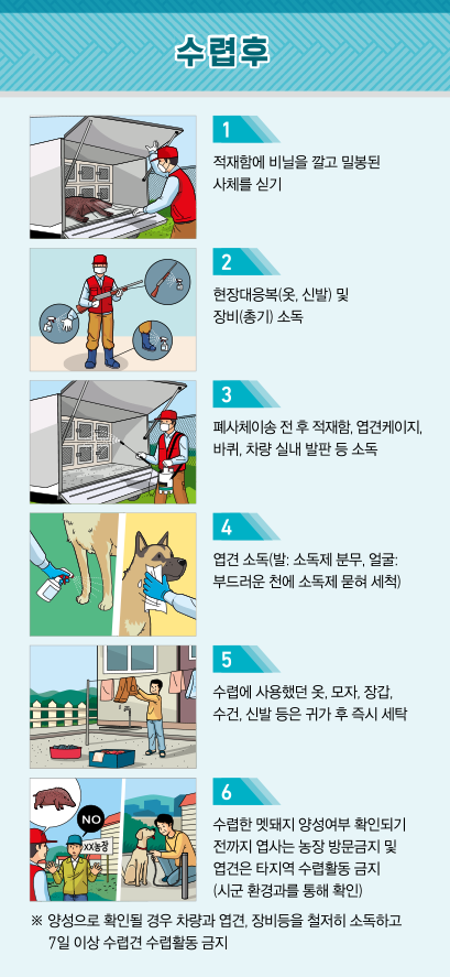수렵후 1.적재함에 비닐을 깔고 밀봉된 사체를 싣기 2.현장대응복(옷,신발) 및 장비(총기) 소독 3.폐사체이송 전 후 적재함,엽견케이지, 바퀴, 차량 실내 발판 등 소독 4. 엽견소독(발: 소독제 분무, 얼굴: 부드러운천에 소독제 묻혀 세척) 5. 수렵에 사용했던 옷, 모자, 장갑, 수건, 신발 등은 귀가 후 즉시 세탁 6. 수렵한 멧돼지 양성여부 확인되기 전까지 엽사는 농장 방문금지 및 엽견은 타지역 수렵활동 금지(시군 환경과를 토앻 확인) ※양성으로 확인될 경우 차량과 엽견, 장비등을 철저히 소독하고 7일 이상 수렵견 수렵활동 금지