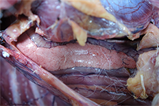 큰고니 부검사진 (HPAI 감염으로 인한 췌장 출혈)