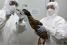 큰고니 부검사진 (HPAI 감염으로 인한 췌장 출혈)