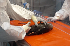 큰고니 부검사진 (HPAI 감염으로 인한 췌장 출혈)