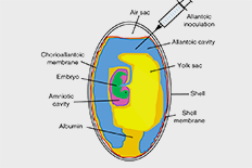 AI 종란접종 모식도