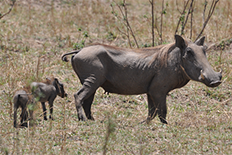 ASF 바이러스의 숙주동물 - 혹멧돼지