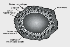 ASF 바이러스 구조