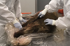 ASF 멧돼지 시료채취 과정