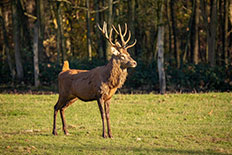 브루셀라증의 숙주동물 - 엘크