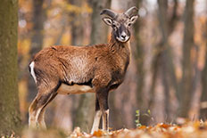 브루셀라증의 숙주동물 - 산양