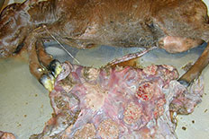 브루셀라증에 의해 유산된 태아 및 태반 병변