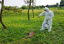 방역복 착용 후 사체발견지점 반경 2미터를 희석용 소독제 또는 생석회를 이용 소독한 후 시료를 채취한다.
