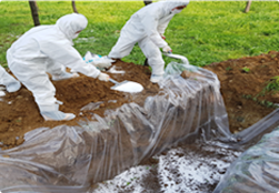 덮은 토양 위에 생석회를 뿌린다.