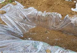 생석회가 보이지 않도록 30cm 이상 토양으로 다시 덮는다.