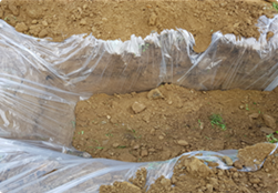 멧돼지 폐사체, 방역복 및 환경시료가 보이지 않을 때까지 토양으로 덮는다.