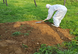 토양으로 완전히 덮는다.