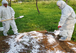 최종적으로 생석회를 살포한다.