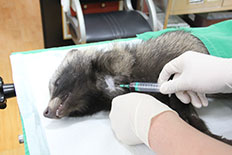 너구리 경정맥에서 혈액 시료채취