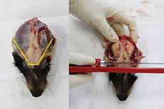 너구리 뇌조직 시료채취