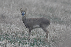 SFTS의 중간숙주동물인 고라니