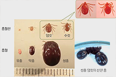 FTS의 매개체인 작은소참진드기