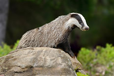 결핵의 숙주동물 - 오소리
